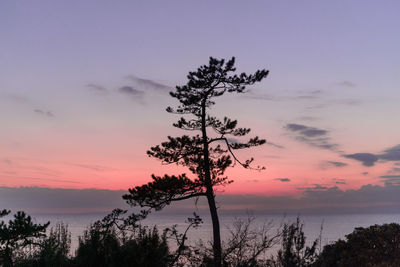 Silhouette tree against sky during sunset