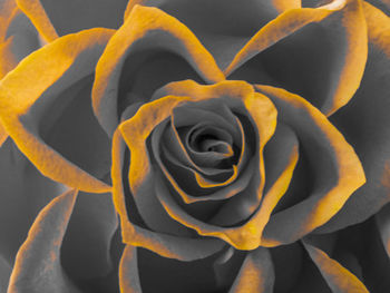 Close-up of rose against yellow roses