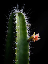 Close-up of cactus against black background