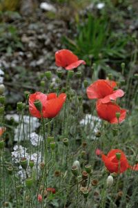 Close-up of red poppy flower