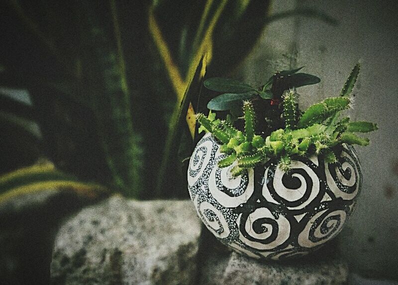 indoors, plant, potted plant, close-up, growth, wall - building feature, leaf, focus on foreground, home interior, green color, no people, selective focus, decoration, vase, still life, table, shadow, art and craft, sunlight, flower