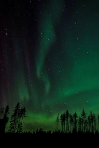 Low angle view of silhouette trees against sky at night