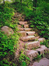 Steps amidst trees