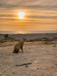 Sheep in a sunset