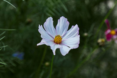 Close-up of purple cosmos flower