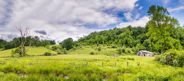 Trees on field against sky