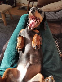 Close-up of dog relaxing on bed at home