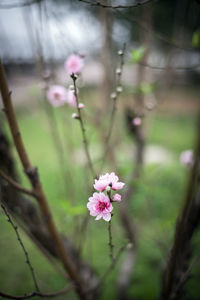 Close-up of pink cherry blossoms in spring