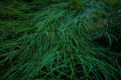 Full frame shot of green grass