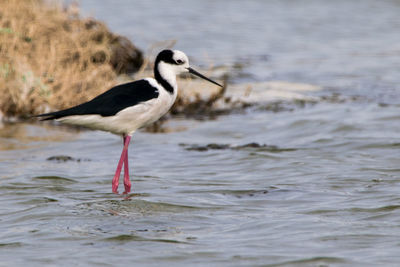 Birds in water