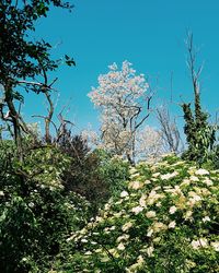 Low angle view of plants against clear blue sky