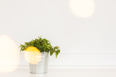Close-up of plant against white background