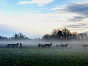 Horses in a field