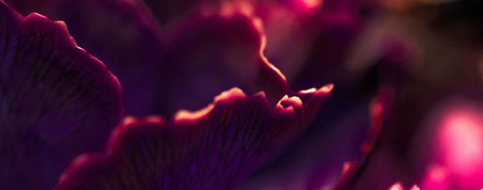 Close-up of red rose flower