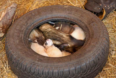 A group of ferrets in a tire