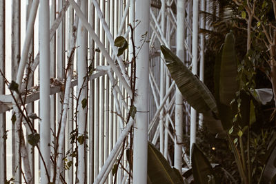 Close-up of bamboo on plants