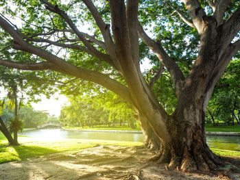 Trees in park