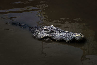 High angle view of crocodile swimming in lake