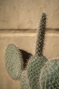 Green cactus plant with spines and spike.