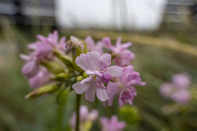 Close-up of pink flowering plant