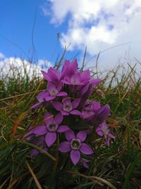 Close-up of pink crocus flowers on field