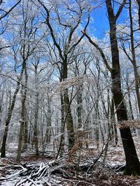 Bare trees in forest