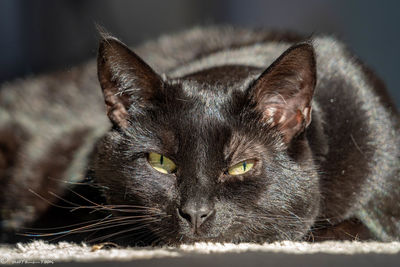 Close-up portrait of black cat