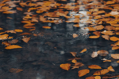 High angle view of maple leaves floating on water