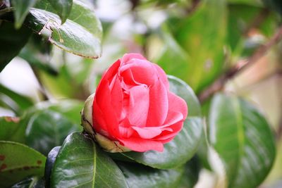 Close-up of red rose