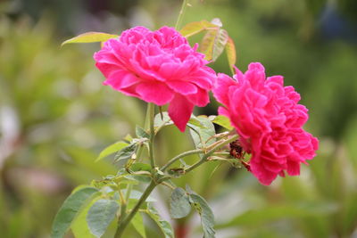 Close-up of pink flowering plant