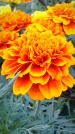 Close-up of yellow flowers blooming outdoors