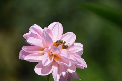 Close-up of bee pollinating flower