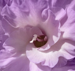 Close-up of pink rose flower