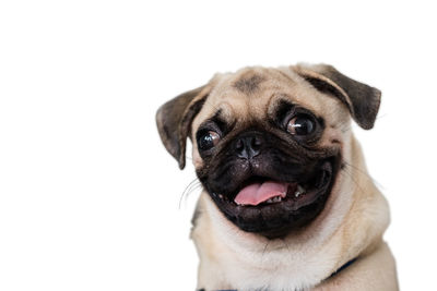 Close-up portrait of a dog