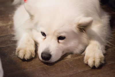 High angle view of dog lying on floor