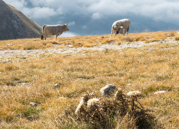 Sheep in a field