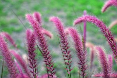 Close-up of pink flowering plants on field