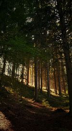 Trees in forest