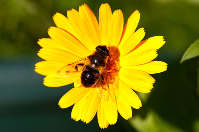 Close-up of insect on yellow flower