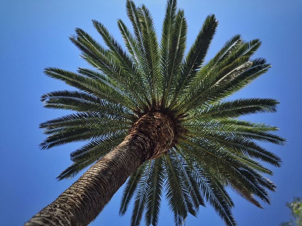 LOW ANGLE VIEW OF COCONUT PALM TREE AGAINST CLEAR SKY