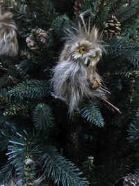 Close-up of christmas tree