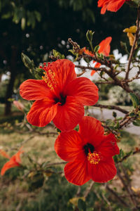 Close-up of red hibiscus flower