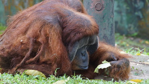 Monkeys in a zoo