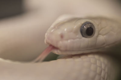 Close-up of snake