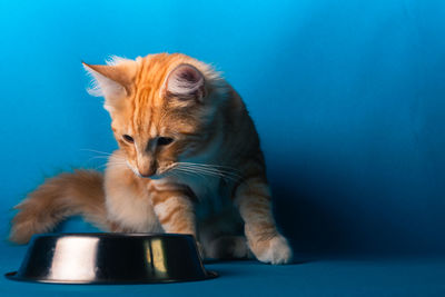 Close-up of a cat over blue background
