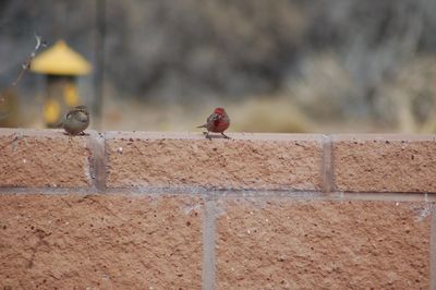Birds perching on wall
