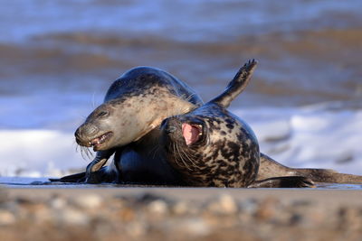 Grey seals playing in the surf