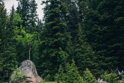 Trees growing in forest