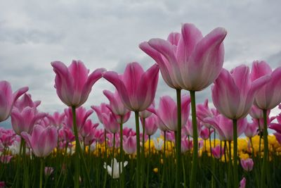 Close-up of pink flowers blooming in field