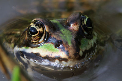 Close-up of animal eye